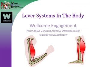 Lever Systems In The Body Wellcome Engagement STRUCTURE