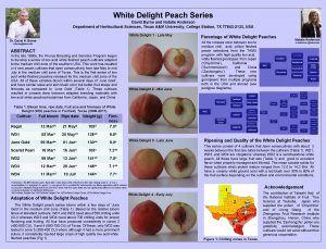 White delight peach tree