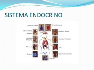 SISTEMA ENDOCRINO EL SISTEMA ENDOCRINO ES UNO DE