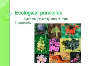 Diversity in ecology