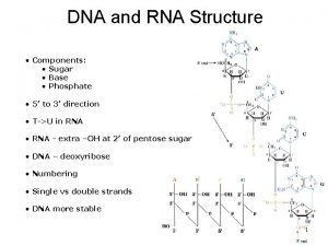 Dna bond structure