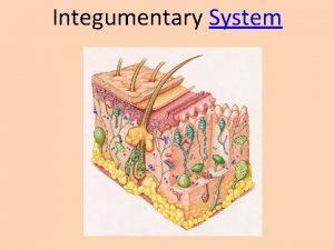 Integumentary System Integumentary Functions Protection Temperature maintenance Storage