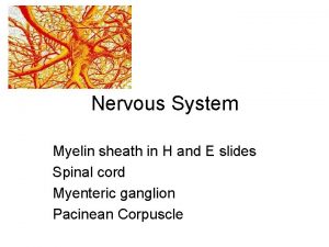 Nervous System Myelin sheath in H and E