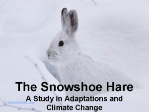 Snowshoe hare physical adaptations