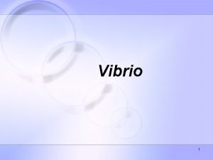 Vibrio 1 Characteristics Gramnegative highly motile curved rods