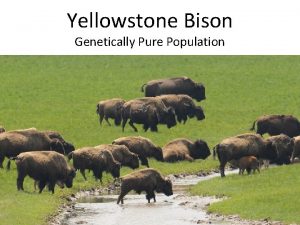 Yellowstone Bison Genetically Pure Population YNP Bison About
