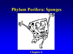 Phylum Porifera Sponges Chapter 6 The Sponges Phylum