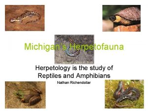 Michigans Herpetofauna Herpetology is the study of Reptiles