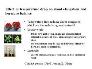 Effect of temperature drop on shoot elongation and