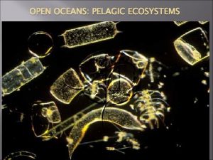 OPEN OCEANS PELAGIC ECOSYSTEMS Bacterioplankton Elements of an