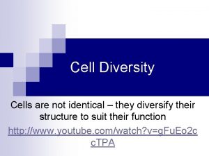 Vascular tissue Vascular tissue