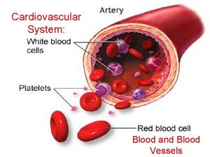 Cardiovascular System Blood and Blood Vessels Cartoons of