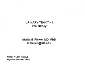 URINARY TRACT I The kidney Maria M Picken