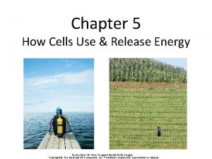 Chapter 5 How Cells Use Release Energy Scuba