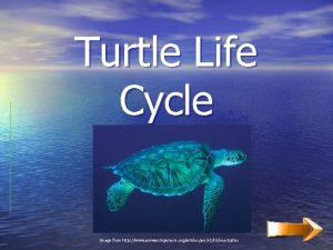 Turtle Life Cycle Image from http www answersingenesis