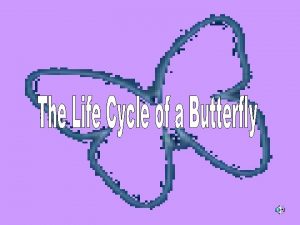 Facts about butterflys