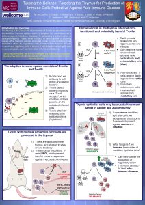 Tipping the Balance Targeting the Thymus for Production