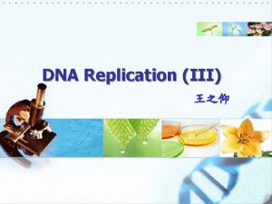 DNA Replication III u Two replication forks might