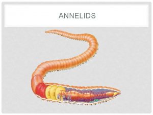 Annelids Annelids