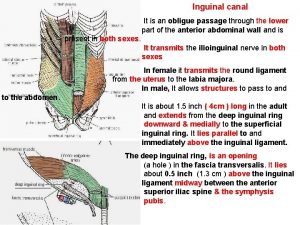 Inguinal canal It is an obligue passage through