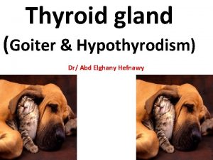 Dog thyroid gland
