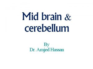 Nerve supply of cerebellum