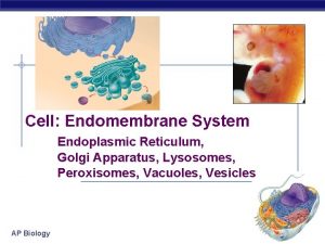 Cell Endomembrane System Endoplasmic Reticulum Golgi Apparatus Lysosomes