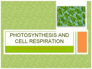 Formula of photosynthesis
