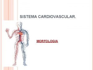 Generalidades del sistema cardiovascular