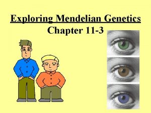 Section 11-3 exploring mendelian genetics
