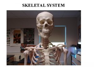 SKELETAL SYSTEM Functions of the Skeletal System Bones