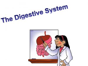 The Digestive System Functions 1 Breaks down food