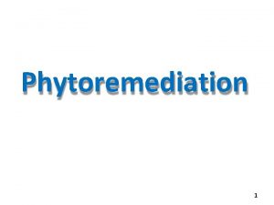 Phytoremediation 1 What is Phytoremediation Phytoremediation The process