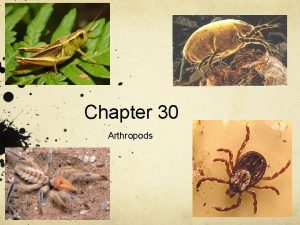 Chapter 30 Arthropods Section 1 Features of Arthropods