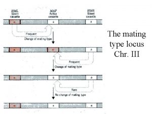 The mating type locus Chr III The MAT