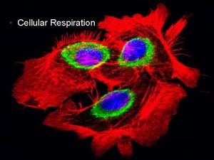 Cellular Respiration Copyright 2005 Pearson Education Inc publishing