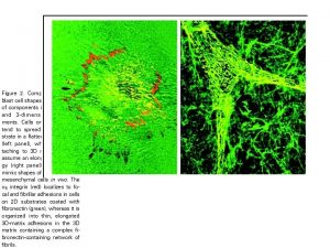 Alpha 5 integrin dependent 3 D attachment appearance