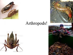 Common arthropods