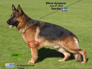 Elbow dysplasia in dogs