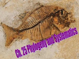 Barnacle phylogeny