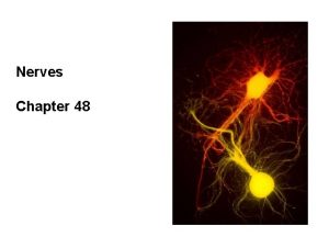 Dopamine transport