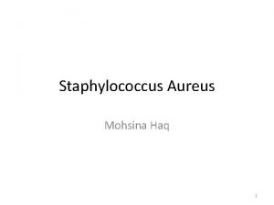 Staphylococcus Aureus Mohsina Haq 1 Classification of Staphylococci