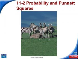 Section 11-2 probability and punnett squares