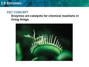 2 5 Enzymes KEY CONCEPT Enzymes are catalysts