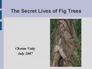 The Secret Lives of Fig Trees Chetan Vaity