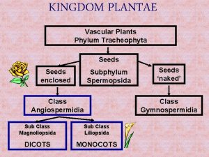 Phylum tracheophyta