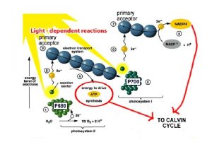 Photosystem