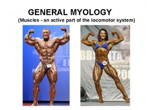 Muscle division