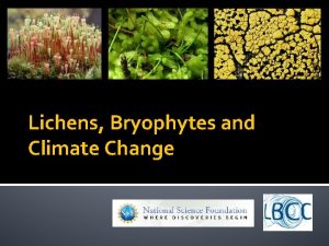 Lichens Bryophytes and Climate Change Research Questions How