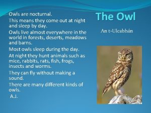 Nocturnal omnivores meaning